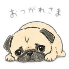 kanae_pug_uni_20260516211636