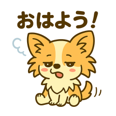 Lots of long-haired Chihuahuas
