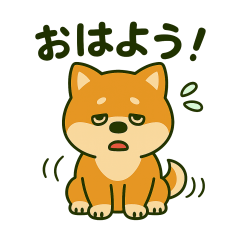 Lots of Akita dogs