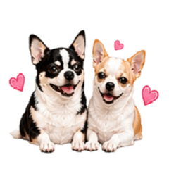 Pipo & Piakpoon Chihuahua2