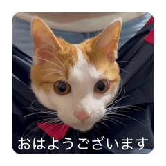 whitejong_20260516132037