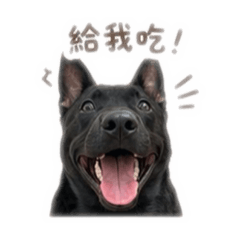 一坨黑の豆哥