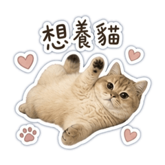 金漸層-獅子丸｜療癒日常