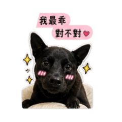 dog0609