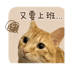 貓奴本奴