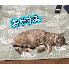 kazuse_20260516152716