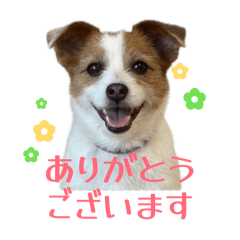 hariohario