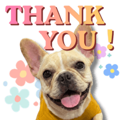 Cute but Quirky Frenchie Stickers