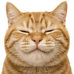 Cats for You!!