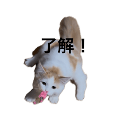 tototo_20260506125939