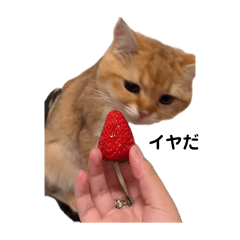 nyan_20260516162857