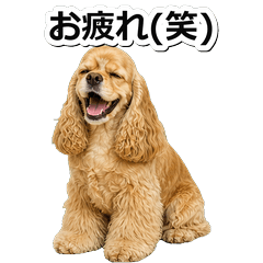 美國可卡犬毒舌 1☆
