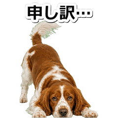 威爾斯跳獵犬毒舌 1◆