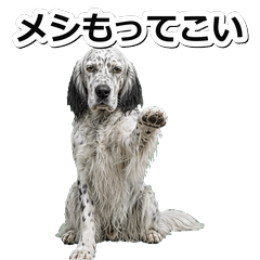 英國賽特犬毒舌 1◎