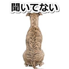 Whippet毒舌 1※