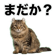 長毛美國捲耳貓鹽系 1♪