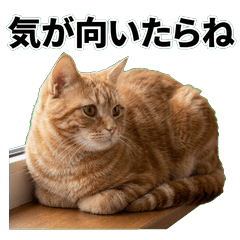 紅色美短貓鹽系 1+