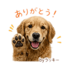 cocoamilk_20260516155134