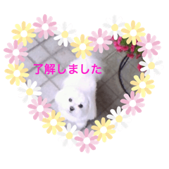 hapiko_20260516173558