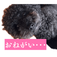 自由使用可能