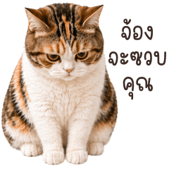 Calico cat Tuatung