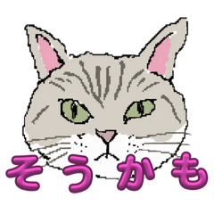 i think so cccaaat