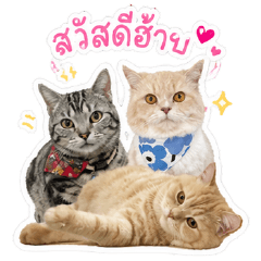 Gang 3 Puan Kuan Lang Baan
