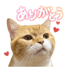 lily cat life_20260506143542