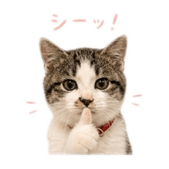 mai_20260516184910