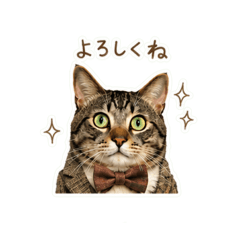 nekobiyori_20260516204132