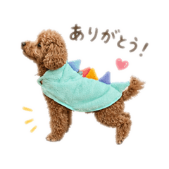 every day choco