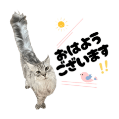 メインクーンのチップくん