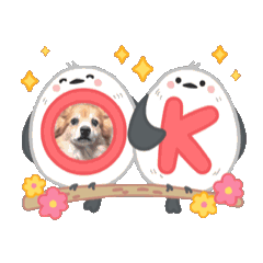 Small dog_2