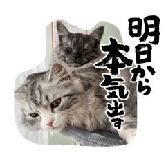 Shiori.n_20260516215422
