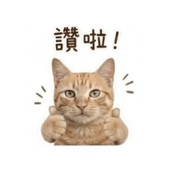 橘貓的社交語錄