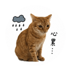 橘貓厭世日常