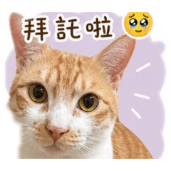 調皮貓咪問候語