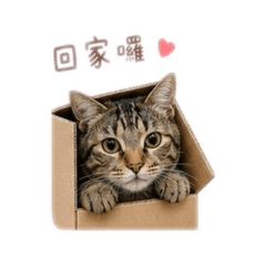 三個小寶貝第一季