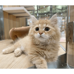 rin_20260517160108