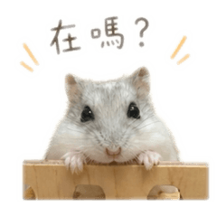 阿噗本噗