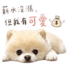 可愛博美毛
