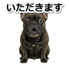 法國鬥牛犬問候 1+