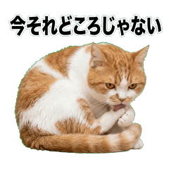 橘白貓鹽系 1＋
