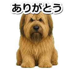 布里犬問候 1☆