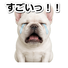 白色法鬥犬問候 1◇