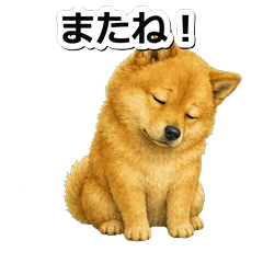 芬蘭狐狸犬問候 1※