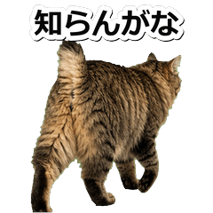 長毛美國短尾貓鹽系 1♪