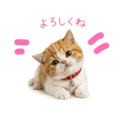 mantika@_20260516172501