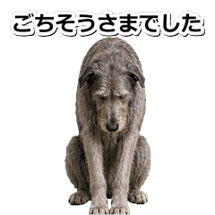 愛爾蘭獵狼犬敬語 1◇