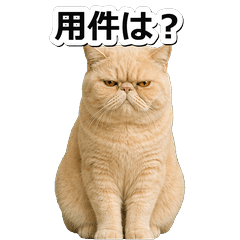 奶油異短貓鹽系 1◎